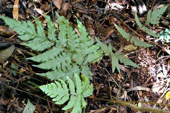 Tectaria brachiata